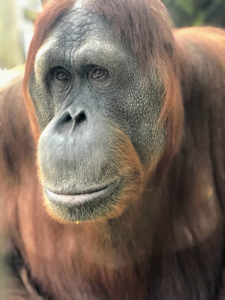 CHUCKIE/CHIP/TOOMTSIE/CHIPPER profile